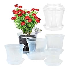 Rendic. clear plant for sale  Delivered anywhere in USA 