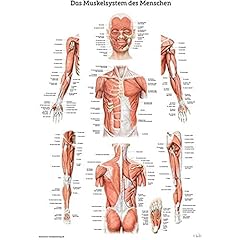 Muskelsystem menschen lernpost gebraucht kaufen  Wird an jeden Ort in Deutschland