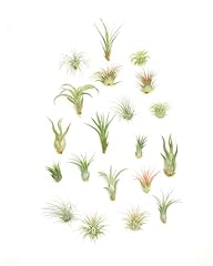 Shop succulents assorted for sale  Delivered anywhere in USA 
