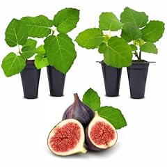 Fig tree chicago for sale  Delivered anywhere in USA 