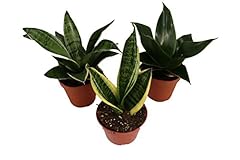 Snake plant sansevieria for sale  Delivered anywhere in USA 