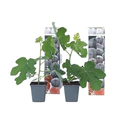 Plant box ficus d'occasion  Livré partout en France