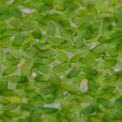 Wasserlinse portion 100 gebraucht kaufen  Wird an jeden Ort in Deutschland