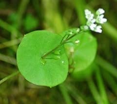 Miner lettuce seeds for sale  Delivered anywhere in USA 