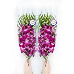 Sunne tropical orchidclub for sale  Delivered anywhere in USA 