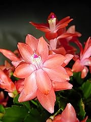 Sunset dancer christmas for sale  Delivered anywhere in USA 
