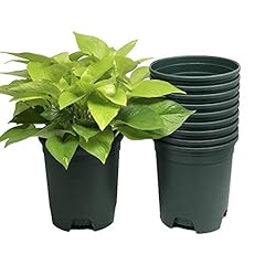 Gallon green nursery for sale  Delivered anywhere in USA 