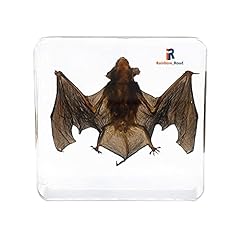 Real bat animal for sale  Delivered anywhere in UK
