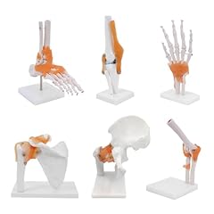Modèle squelette anatomie d'occasion  Livré partout en Belgiqu