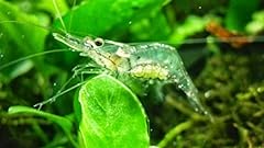 Live ghost shrimp for sale  Delivered anywhere in USA 