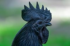 Ayam cemani chicken for sale  Delivered anywhere in USA 