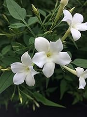 Jasmine officinale plants for sale  Delivered anywhere in Ireland