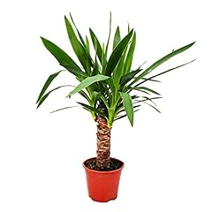 Usato, Yucca Palm - Palm Lilly - 14cm Pot usato  Spedito ovunque in Italia 