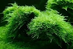 Moss aquariums live for sale  Delivered anywhere in USA 