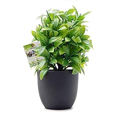 Offidix artificial eucalyptus for sale  Delivered anywhere in USA 