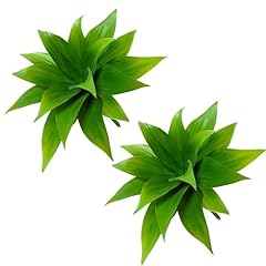 Agusbagli 2pcs succulents for sale  Delivered anywhere in USA 