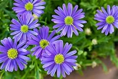 Blaues gänseblümchen zwerg gebraucht kaufen  Wird an jeden Ort in Deutschland