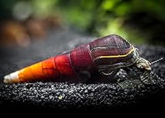Lava snail aquarium for sale  Delivered anywhere in UK