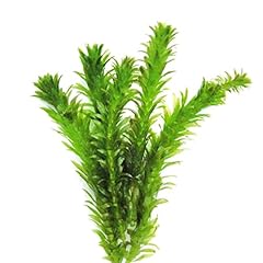 Chalily anacharis submerged for sale  Delivered anywhere in USA 
