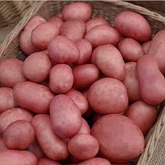 Patch seed certified for sale  Delivered anywhere in UK