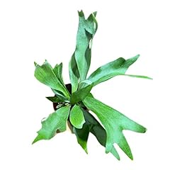 Plantvers live fern for sale  Delivered anywhere in USA 