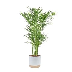 Costa farms cat for sale  Delivered anywhere in USA 