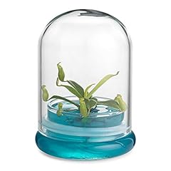 Bloomify pitcher plant for sale  Delivered anywhere in USA 