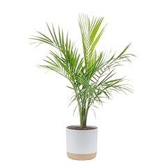 Costa farms majesty for sale  Delivered anywhere in USA 