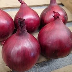 Red onion plants for sale  Delivered anywhere in UK