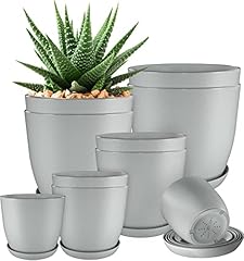 Utopia home plant for sale  Delivered anywhere in USA 