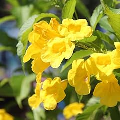 Tecoma stans flower for sale  Delivered anywhere in USA 