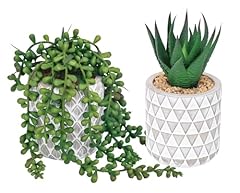 Dolicer set succulents for sale  Delivered anywhere in USA 