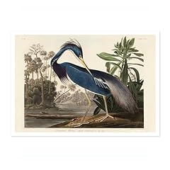 Louisiana heron poster for sale  Delivered anywhere in UK