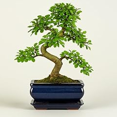 Chinesische ulme bonsai gebraucht kaufen  Wird an jeden Ort in Deutschland