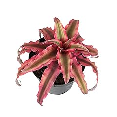 Live cryptanthus bromeliad for sale  Delivered anywhere in USA 