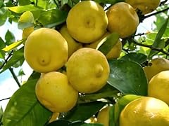 Pianta limone dolce usato  Spedito ovunque in Italia 