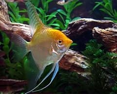 Gold angelfish live for sale  Delivered anywhere in USA 