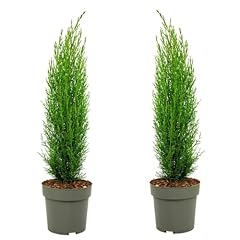 Plant box cyprès d'occasion  Livré partout en France
