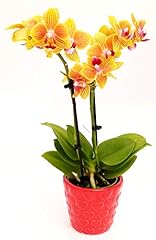 Powers flowers orchidea usato  Spedito ovunque in Italia 