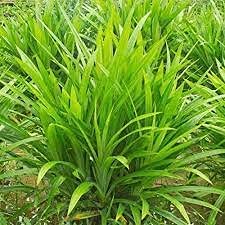 Mitraee 100pcs pandan for sale  Delivered anywhere in USA 