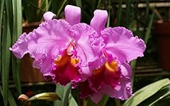 Hawaiian cattleya orchid for sale  Delivered anywhere in USA 