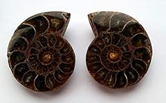 Ammonite cut polished for sale  Delivered anywhere in UK