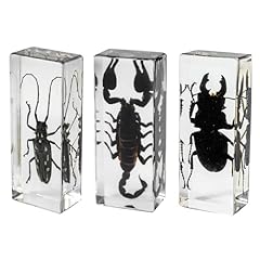 Stück taxidermie bug gebraucht kaufen  Wird an jeden Ort in Deutschland