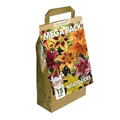 Mega pack lilies for sale  Delivered anywhere in UK