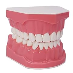 Dental teeth model for sale  Delivered anywhere in USA 