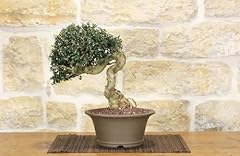 Bonsai olivastro usato  Spedito ovunque in Italia 
