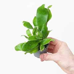 Platycerium bifurcatum staghor for sale  Delivered anywhere in UK