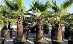 Seeds washingtonia robusta for sale  Delivered anywhere in UK