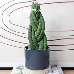 Carbeth plants sansevieria for sale  Delivered anywhere in UK