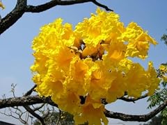 Yellow tabebuia seeds for sale  Delivered anywhere in USA 